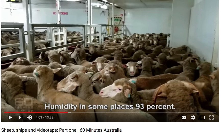 sheep crowded in pens